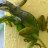 reptile dysfunction